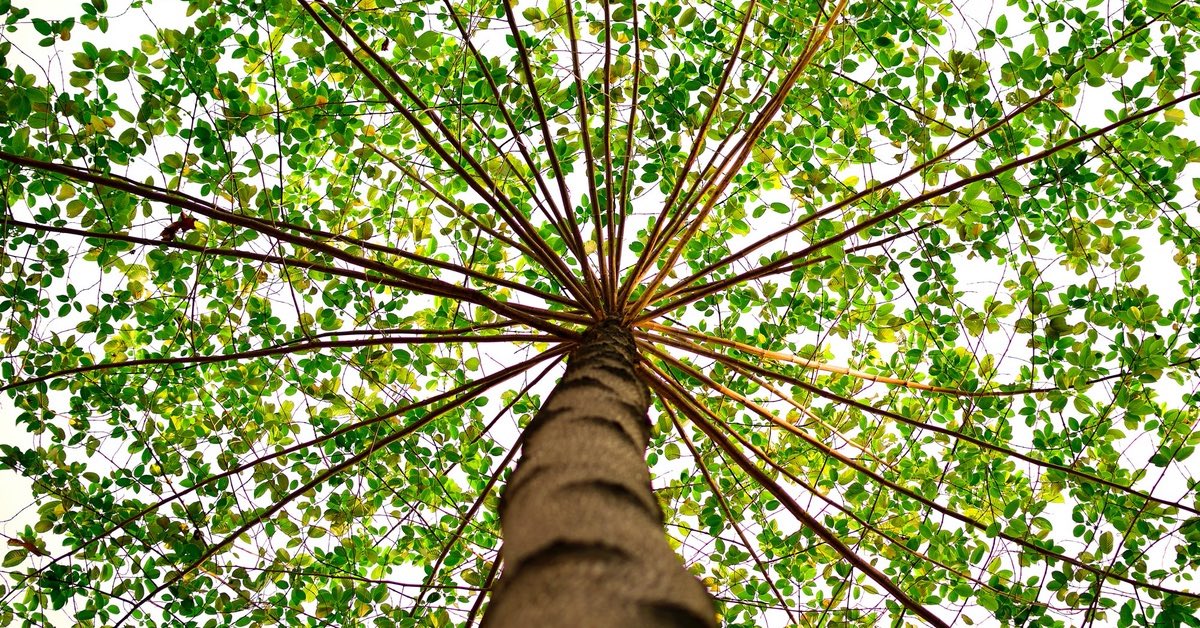 A tree with branches fanning out in all directions.